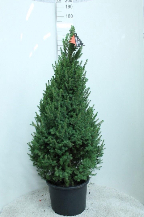 <h4>Picea glauca 'Conica'</h4>