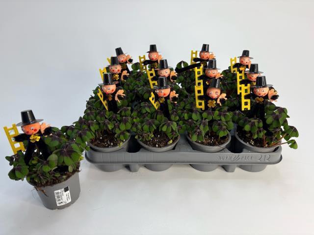 <h4>OXALIS DEPPEI</h4>