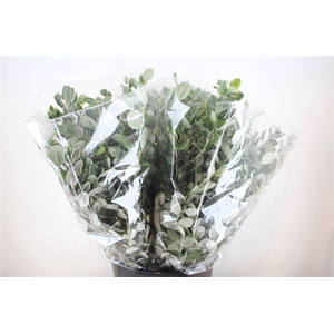 Pittosp Ralphi Leaves 200gr P Bunch