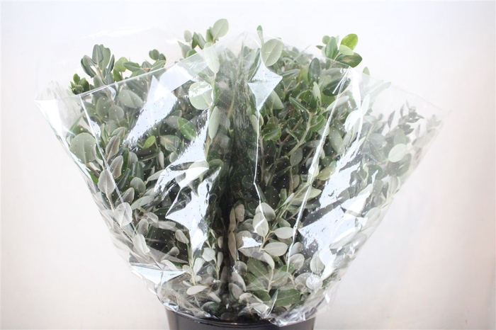 <h4>Pittosp Ralphi Leaves 200gr P Bunch</h4>