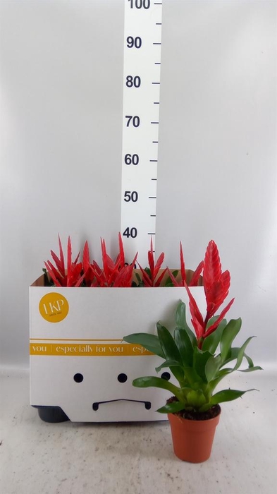 <h4>Vriesea  'Twinkle'</h4>