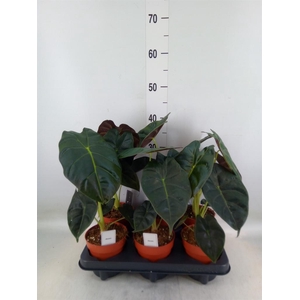 Alocasia   ...