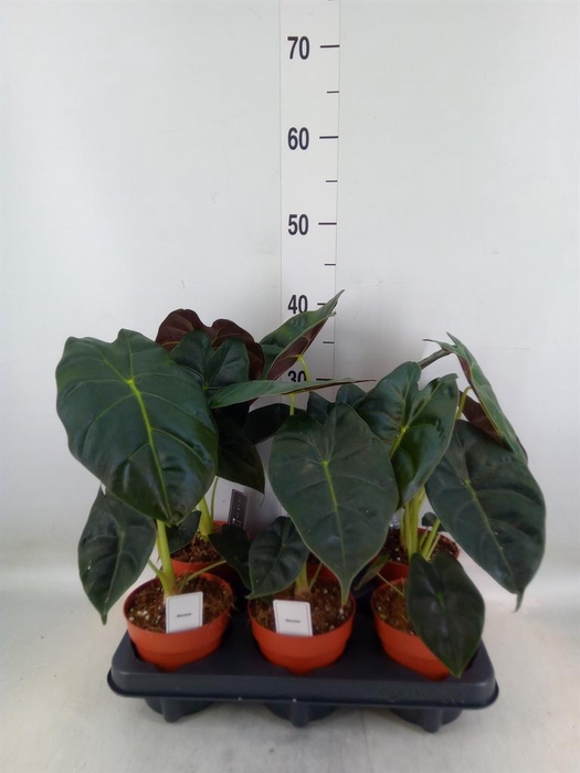 <h4>Alocasia   ...</h4>