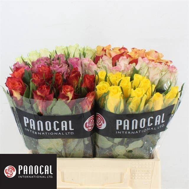 <h4>R GR GEM IN FUST</h4>