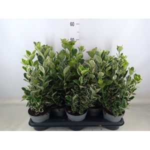 Euonymus fortunei 'Silver Queen'