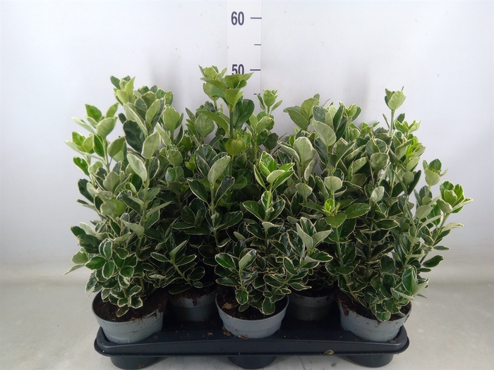 <h4>Euonymus fortunei 'Silver Queen'</h4>