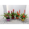 Bromelia compositie H% keramiek Coupe Exotic Classic Ø16