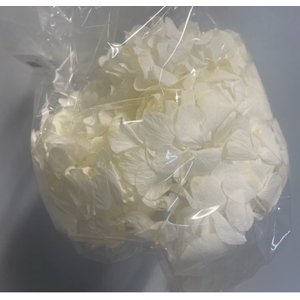 Hydrangea white