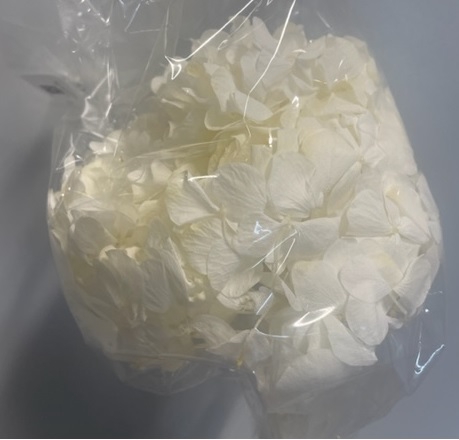 Hydrangea white