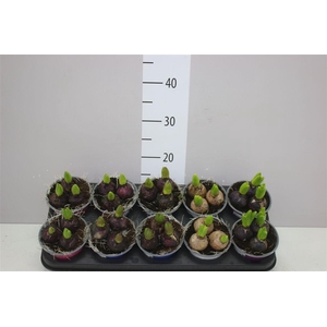 Hyacinthus Gemengd 3pp Colourpot