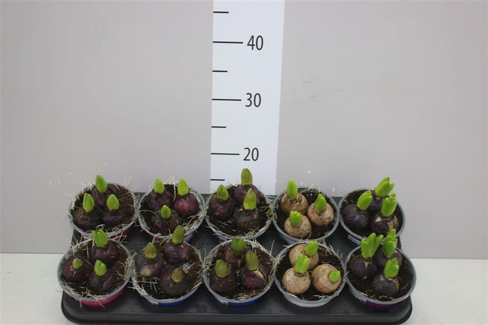 <h4>Hyacinthus Gemengd 3pp Colourpot</h4>