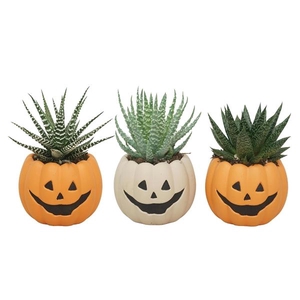 Aloe gemengd