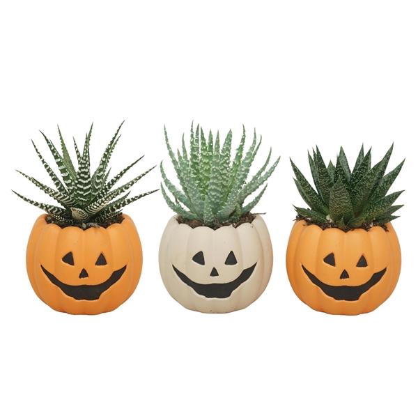 <h4>Aloe gemengd</h4>