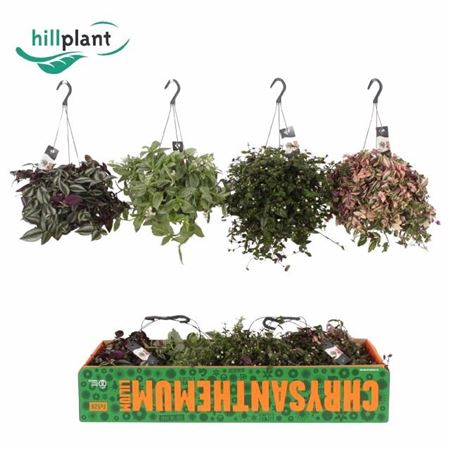 <h4>Tradescantia gemengd</h4>