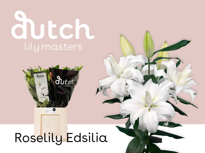 <h4>Lilium or dbl roselily edsilla</h4>