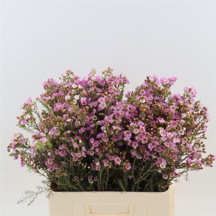 <h4>Chamelaucium Adi</h4>