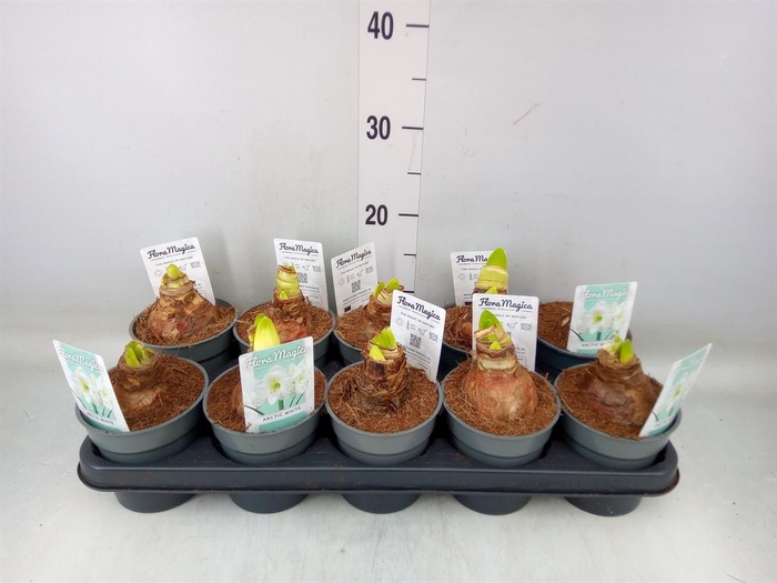 <h4>Hippeastrum ...</h4>