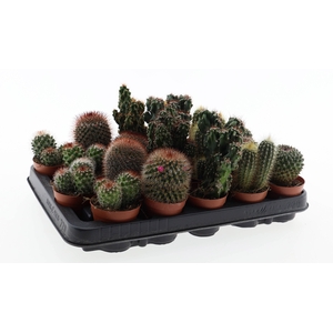 Cactus mix
