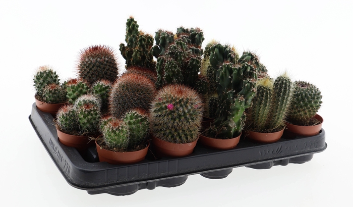 <h4>Cactus mix</h4>