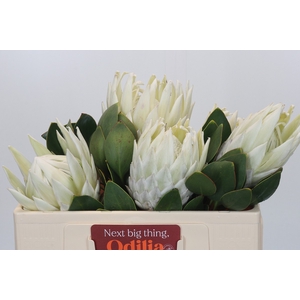 Protea Cynaroides Lei Momi