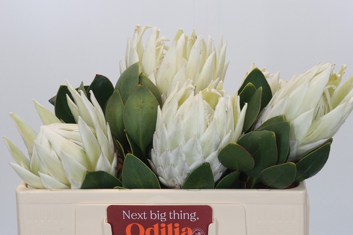 <h4>Protea Cynaroides Lei Momi</h4>