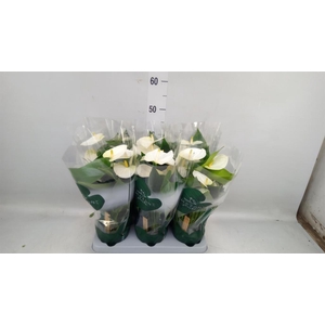 Anthurium andr. 'Samora'