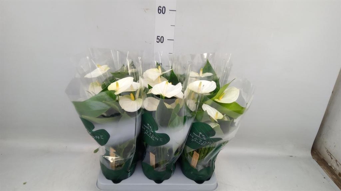 <h4>Anthurium andr. 'Samora'</h4>