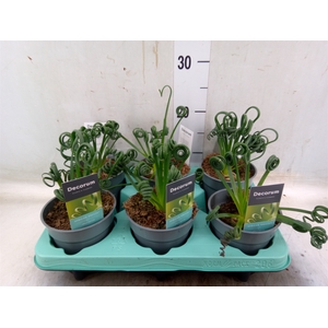 Albuca spiralis 'Frizzle Sizzle'
