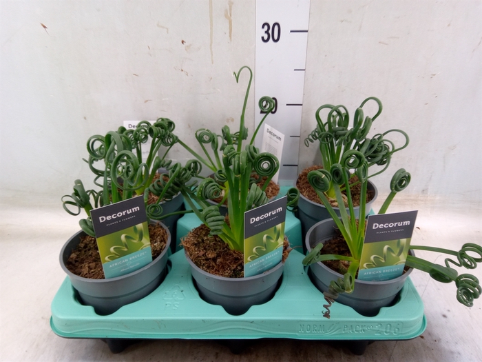 <h4>Albuca spiralis 'Frizzle Sizzle'</h4>