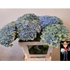 Hydrangea mag revolution