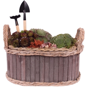 Opm Semp Arr. Outdoor Wooden Pot Oval