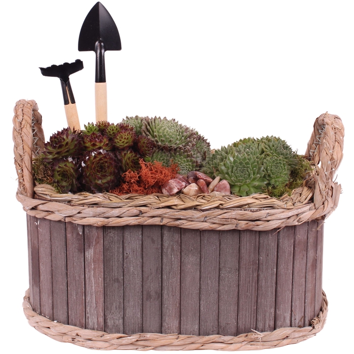 <h4>Opm Semp Arr. Outdoor Wooden Pot Oval</h4>