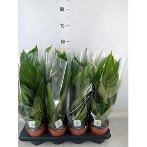 Spathiphyllum  'Pico Cupido'