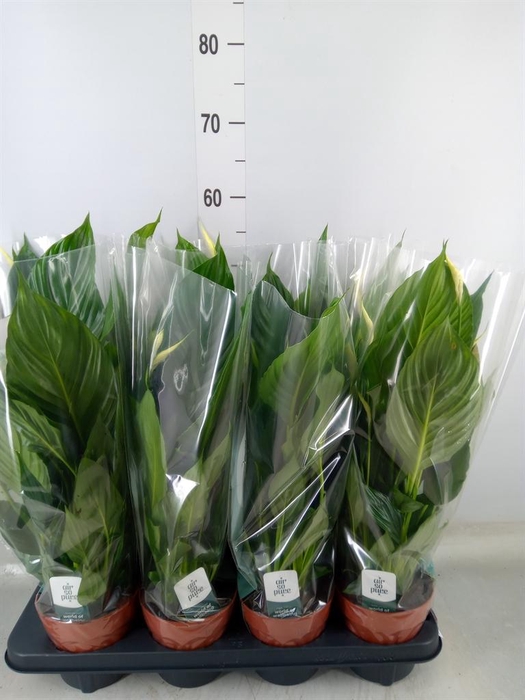 <h4>Spathiphyllum  'Pico Cupido'</h4>