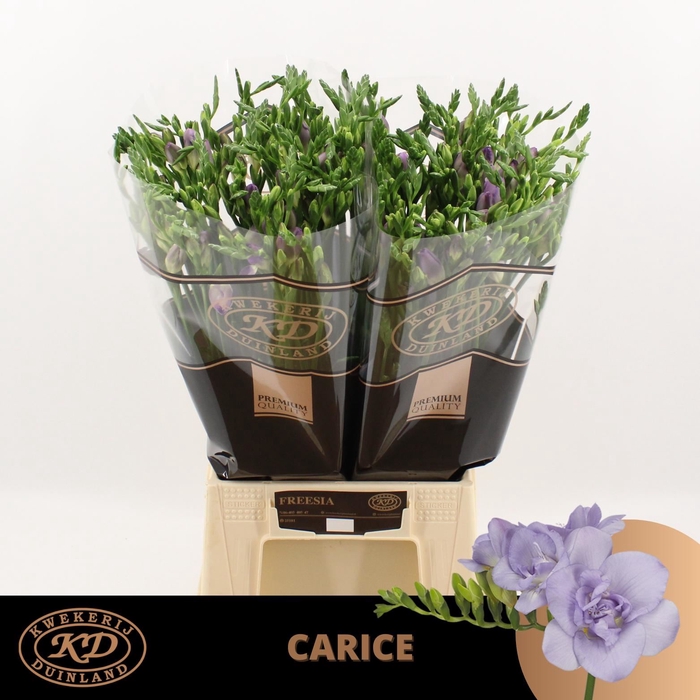 <h4>Freesia du Carice</h4>