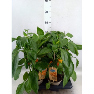 Capsicum annuum   ...paprika