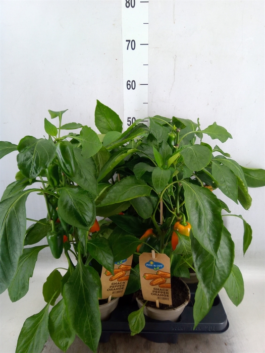 <h4>Capsicum annuum   ...paprika</h4>