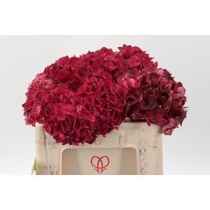 Hydr M Mag Rubyred