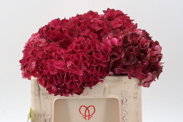 <h4>Hydr M Mag Rubyred</h4>