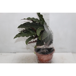 CALATHEA RUFIBARBA P19