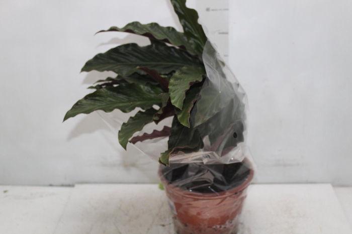 <h4>CALATHEA RUFIBARBA P19</h4>