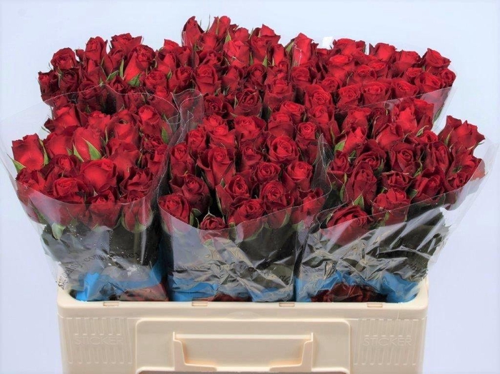 <h4>R GR FURIOSA</h4>