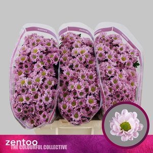 CHR S ROSSI PINK
