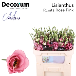 Lisianthus Rosita rose pink 70cm
