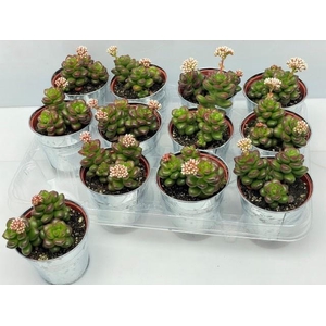 SEDUM OVERIG