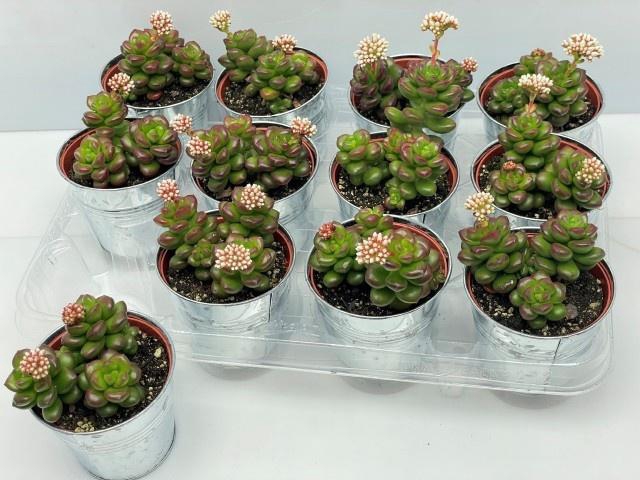 SEDUM OVERIG