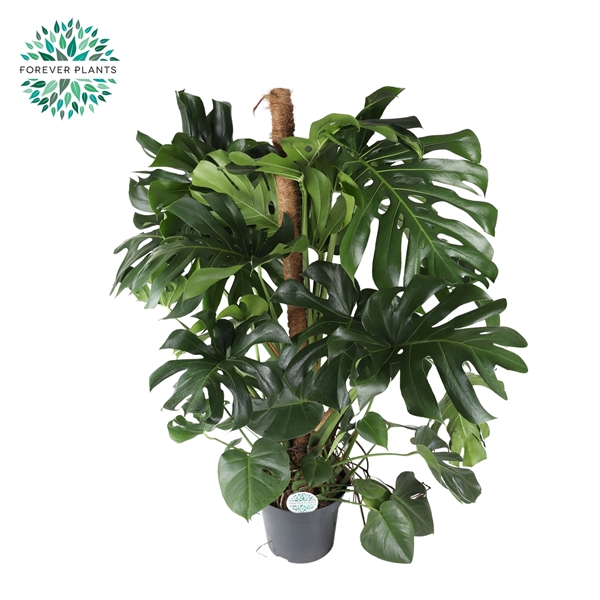 <h4>Monstera Deliciosa MOSSTOK p35</h4>