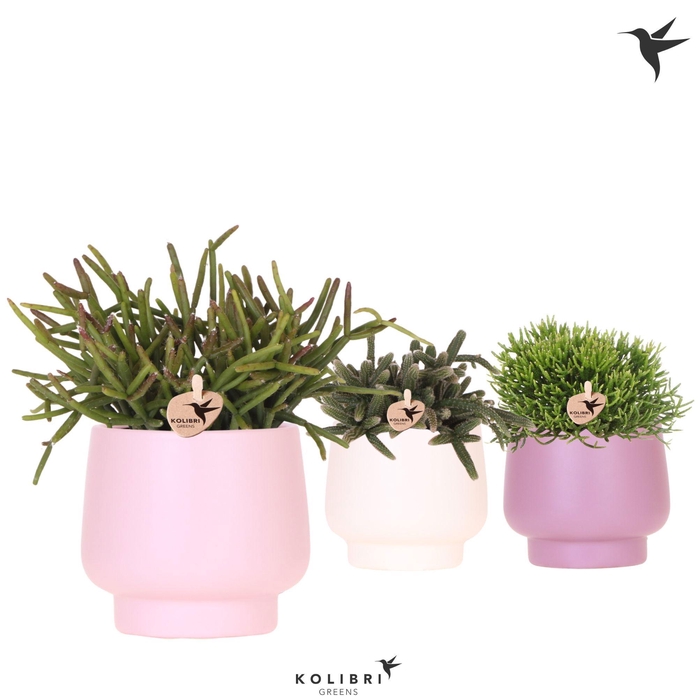 <h4>Kolibri Greens Rhipsalis mix in Scandic pot pink mix</h4>