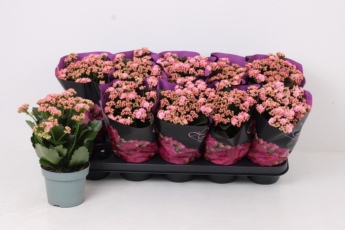 <h4>KAL GE PERFECTA PINK</h4>