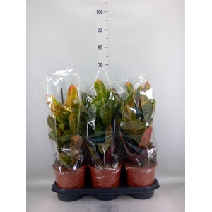 Codiaeum var. GR 'Excellent'